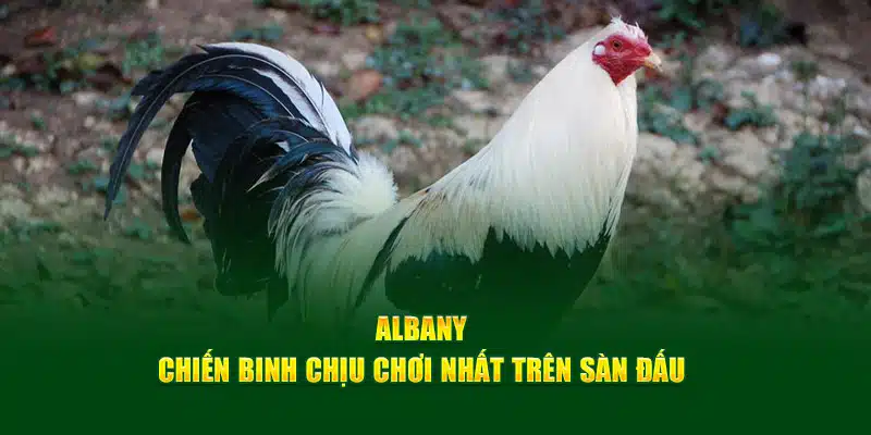 Albany - Chiến binh chịu chơi nhất trên sàn đấu