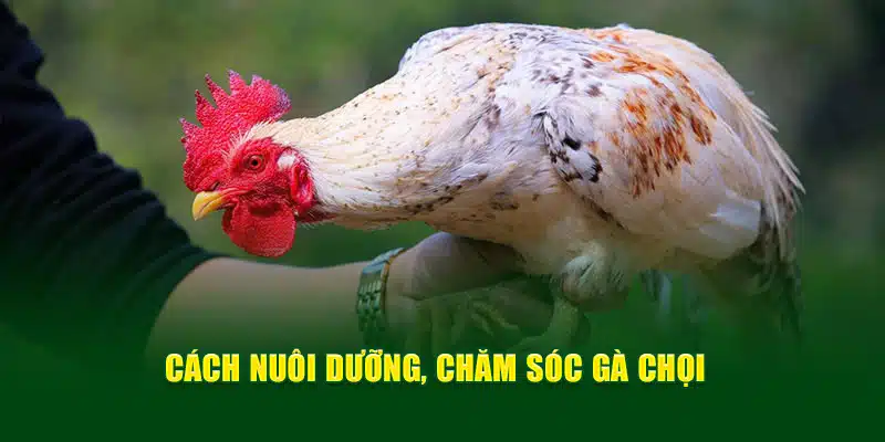 Cách huấn luyện, nuôi dưỡng, chăm sóc gà chọi