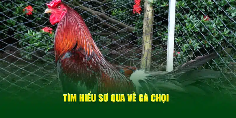 Tìm hiểu sơ qua về gà chọi