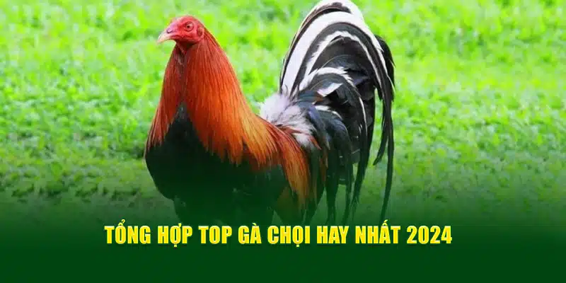 Tổng hợp top gà chọi hay nhất 2024